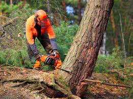 Trusted Spring Lake Park, MN  Tree Services Experts