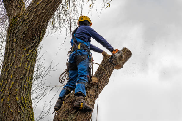 Best Tree Cabling and Bracing  in Spring Lake Park, MN